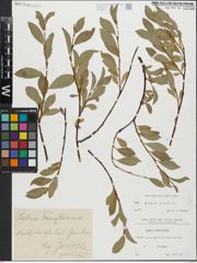Foto von Salix glabra Scop. x Salix retusa L.